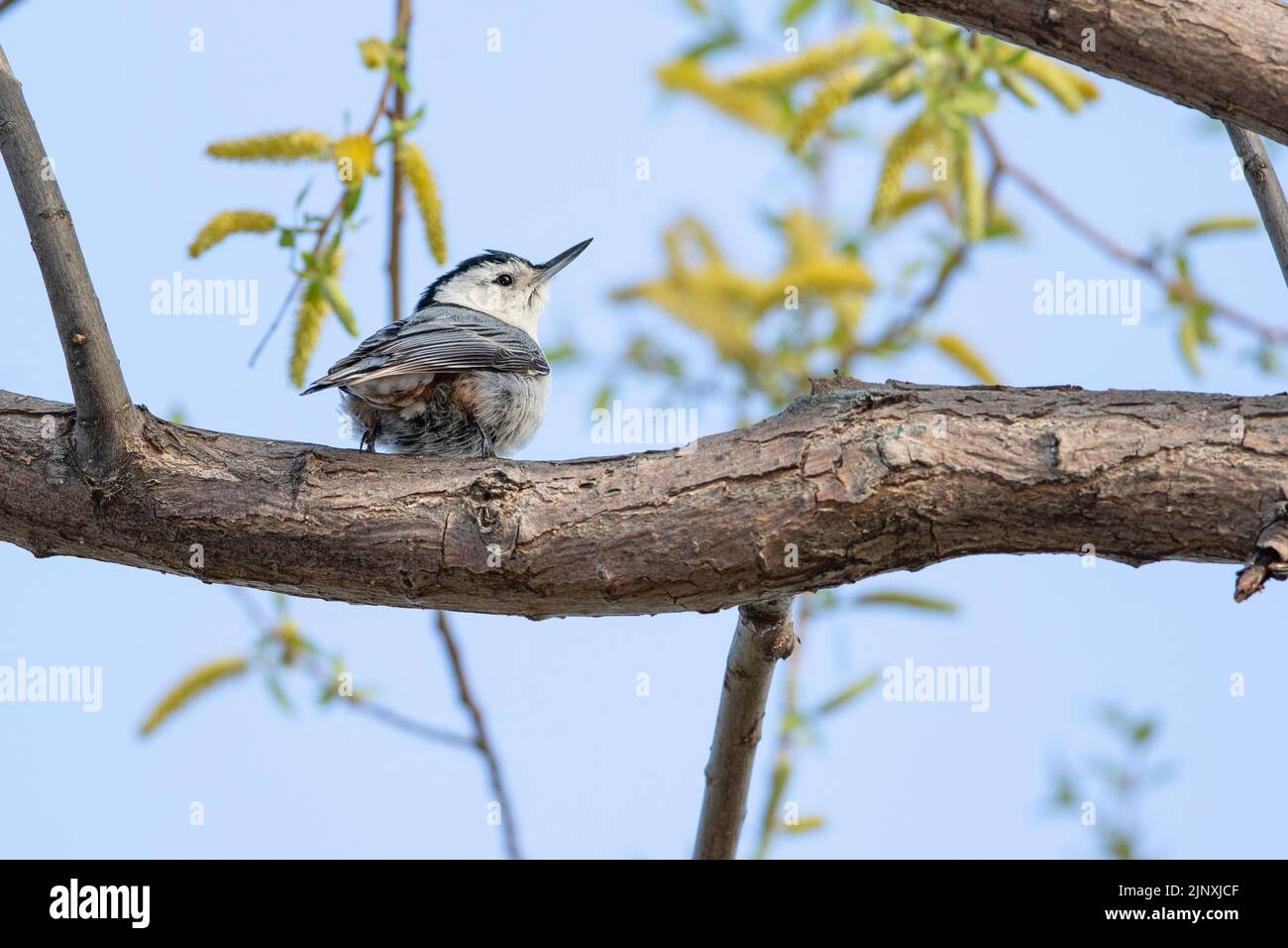 Weißer-breasted Kleiber (Sitta Carolinensis) Stockfoto