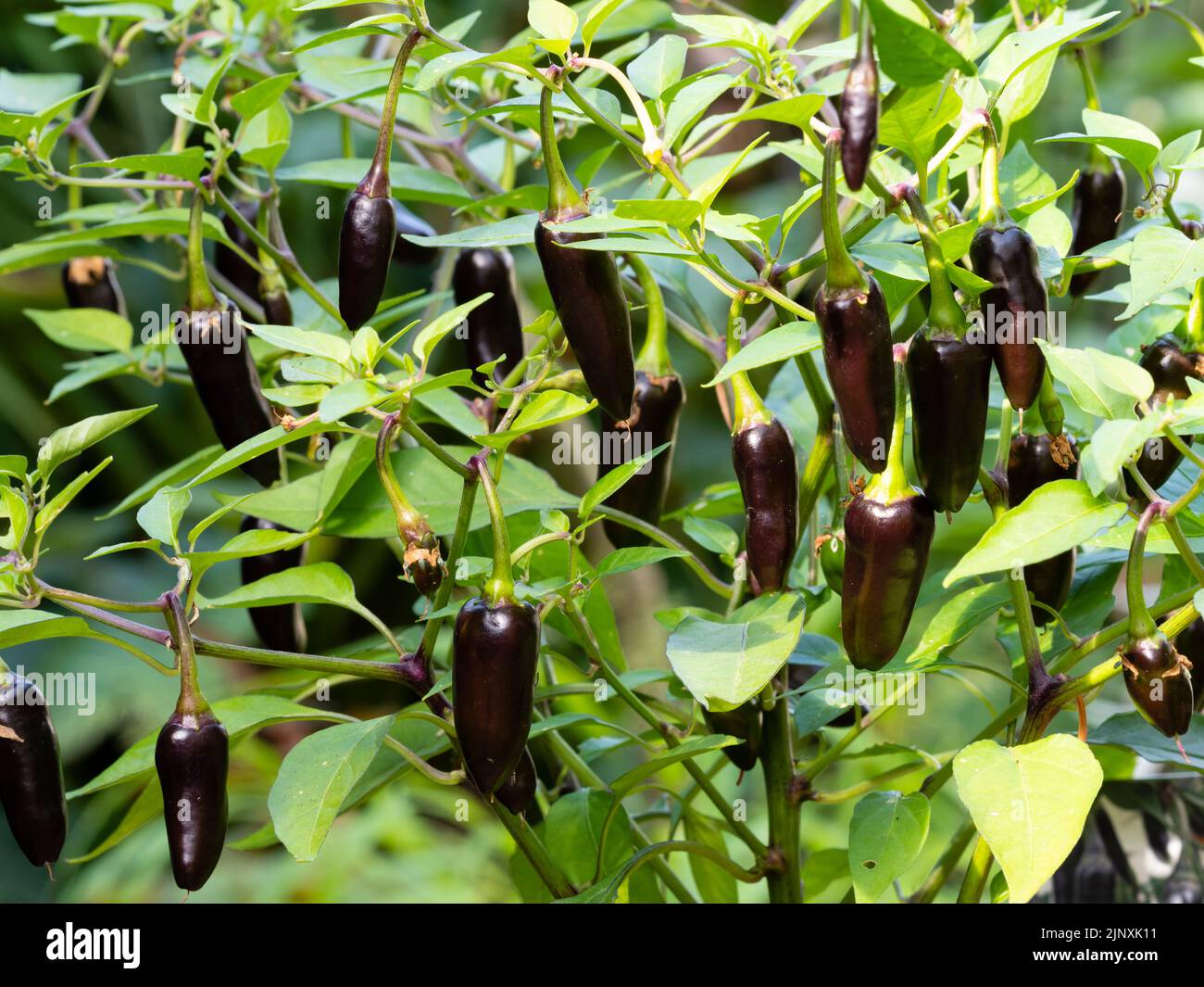 Unreife schwarze Früchte des mittelscharfen Chilischepfeffers, Capsicum annuum 'Chenzo' Stockfoto