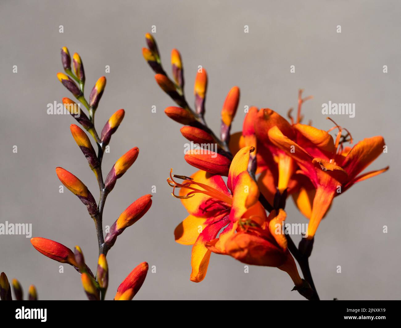 Rot kehlige orange Blüten der winterharten, später im Sommer blühenden aufrechten Staude, Crocosmia 'Walberton's Bright Eyes' Stockfoto