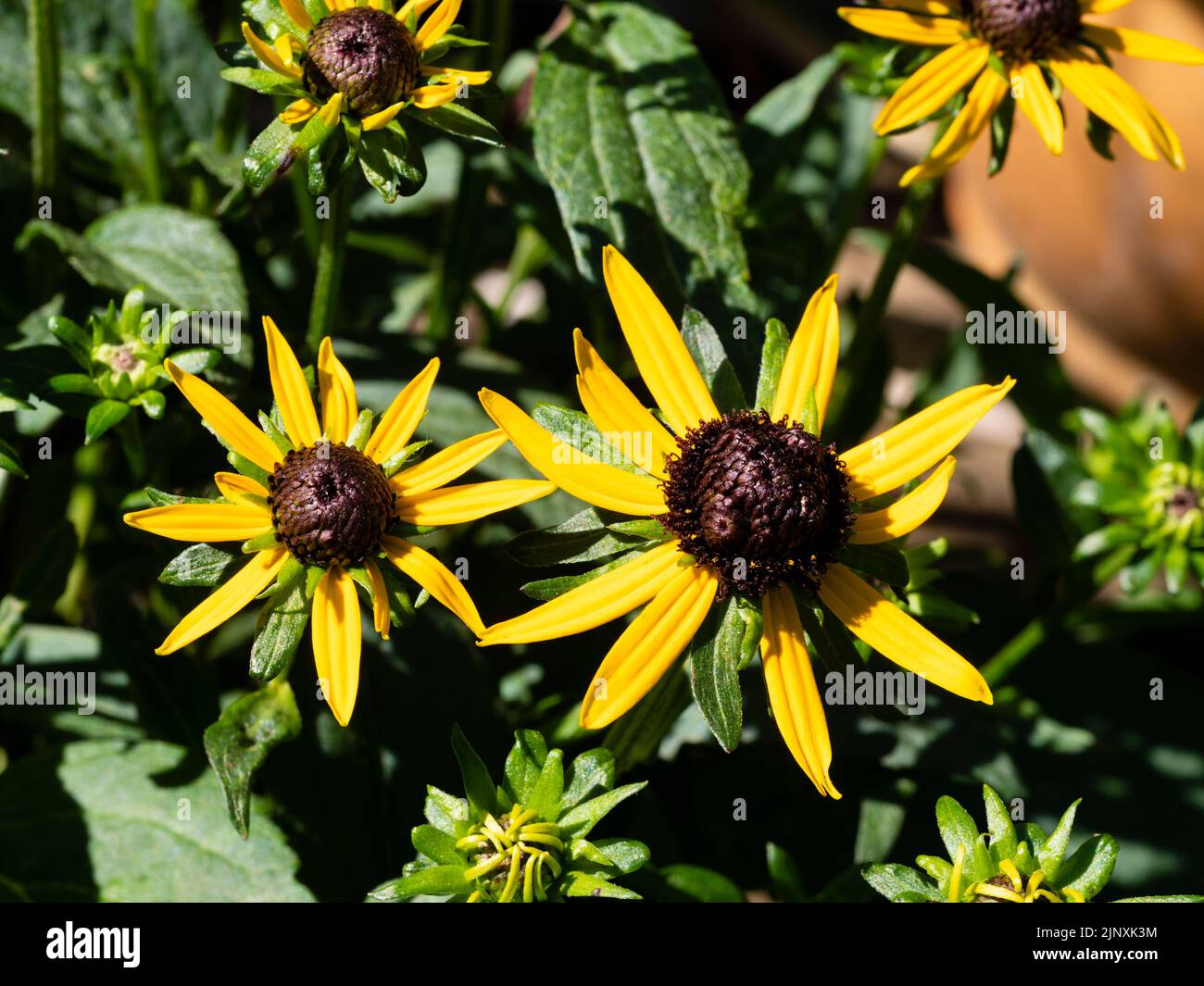Schwarze zentrierte gelbe Blüten der winterharten, mehrjährigen kompakten Form von Black Eyed Susan, Rudbeckia 'Little Goldstar' Stockfoto
