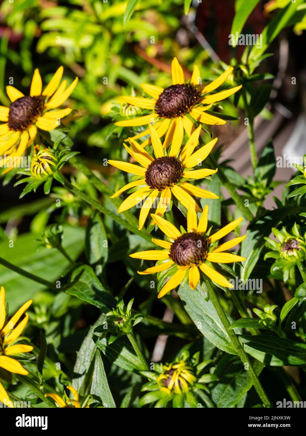 Schwarze zentrierte gelbe Blüten der winterharten, mehrjährigen kompakten Form von Black Eyed Susan, Rudbeckia 'Little Goldstar' Stockfoto