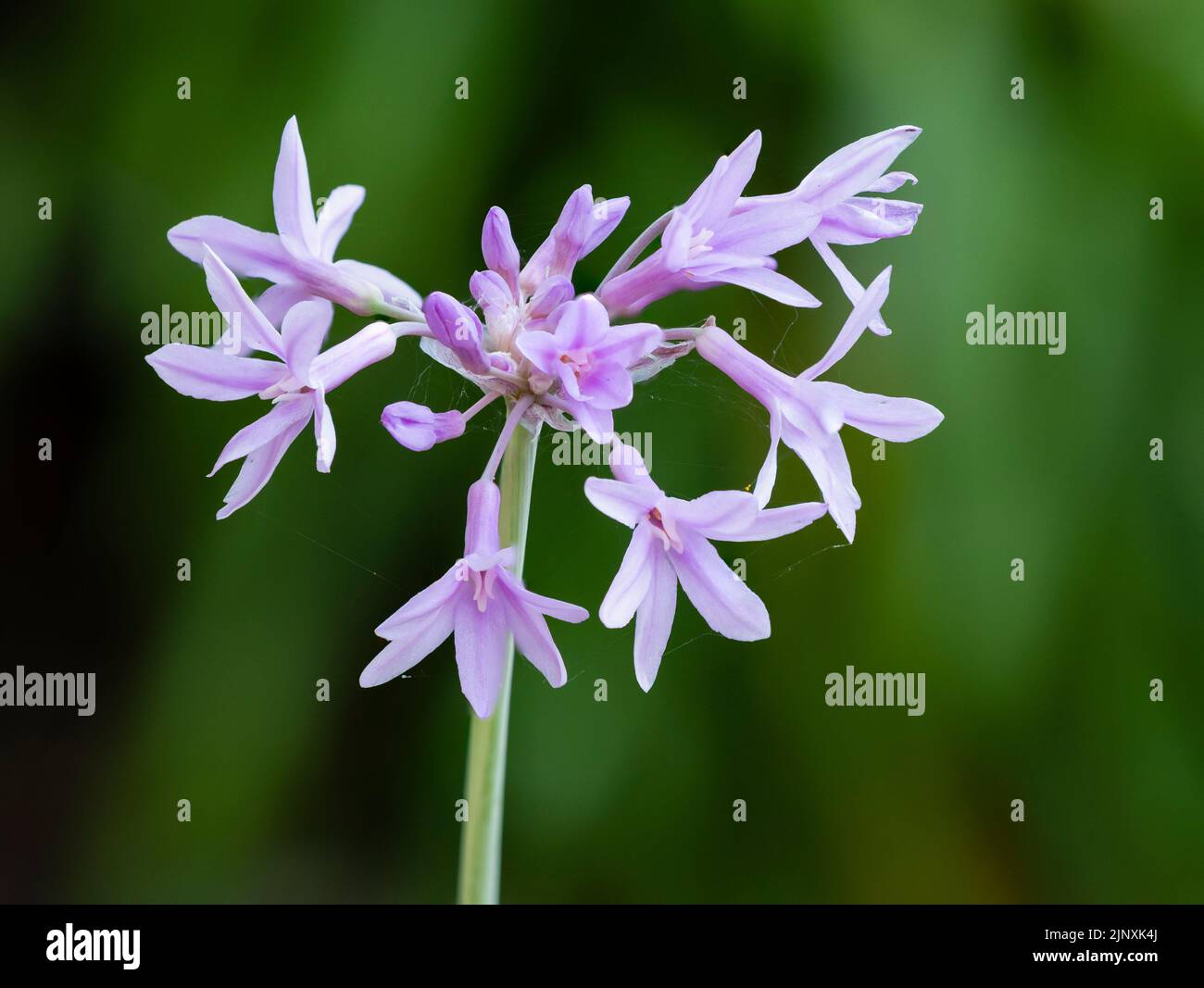 Nahaufnahme des Blütenstands des krümmlichen Knoblauchs der Gesellschaft, Tulbaghia violacea 'Silver Lace' Stockfoto