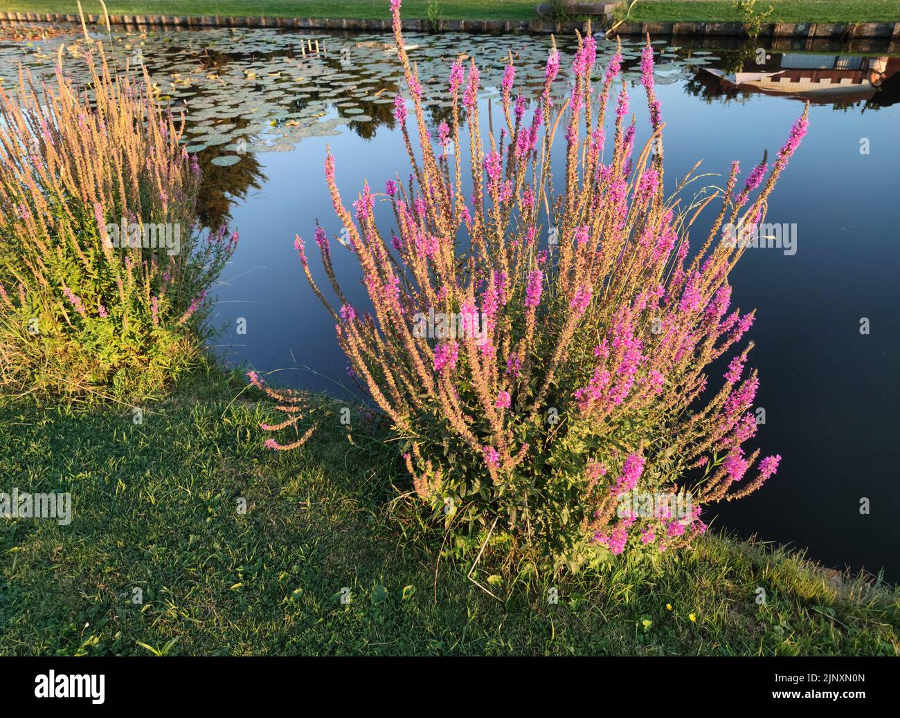 Purple loosestrife (lateinischer Name: Lythrum salicaria) an einem sonnigen Sommerabend am Wasser Stockfoto