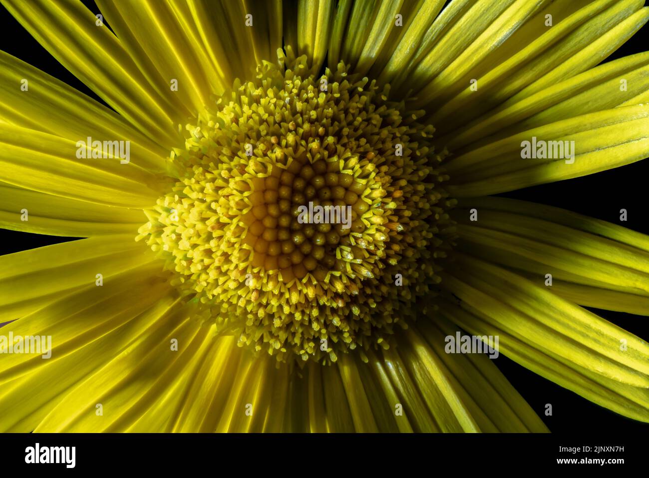 Detailstudie der Blüte eines prächtigen Exemplars einer Ochsenauge-Pflanze (Buphthalmsalicifolium). Faszinierende Details der Blumenteile, der Farben Stockfoto