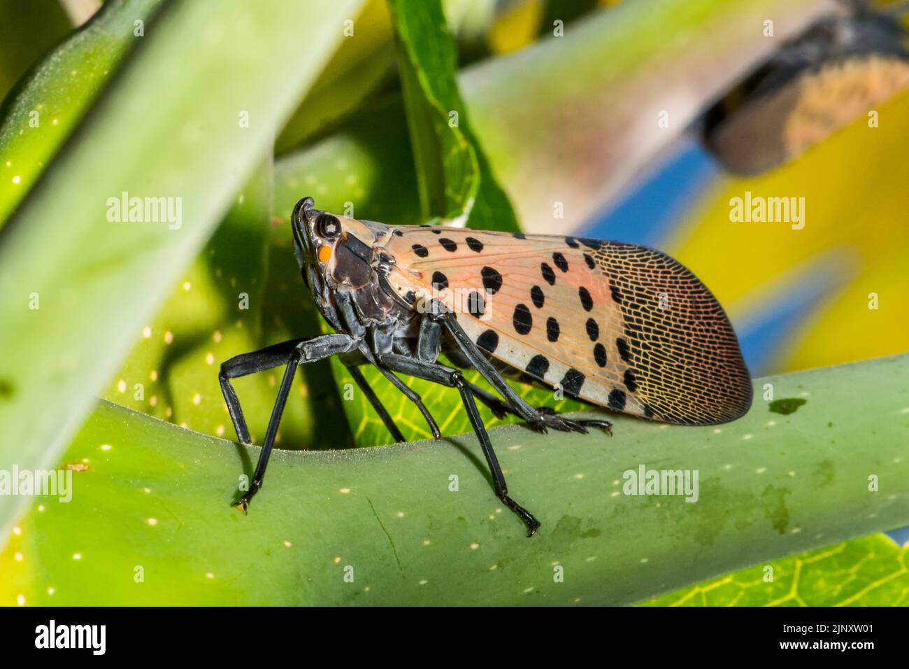 Gepunktete Lanternfly - Lycorma delicatula Stockfoto
