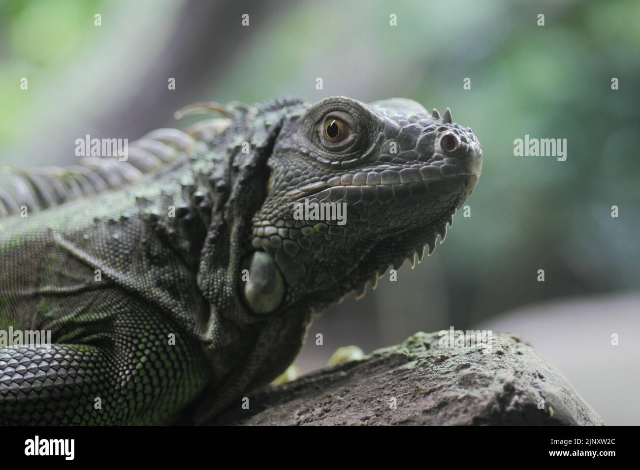 Nahaufnahme von Spiny Lizard schaut sich um Stockfoto