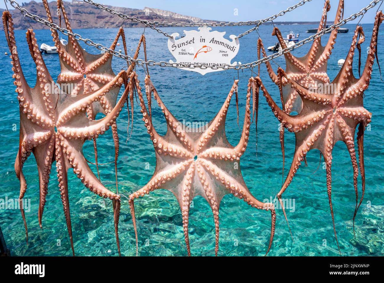 Tintenfisch/Tintenfisch, der vor einem Restaurant in Ammoudi Bay, Oia, Santorini, griechische Inseln, Griechenland zum Trocknen aufgehängt wird. Stockfoto