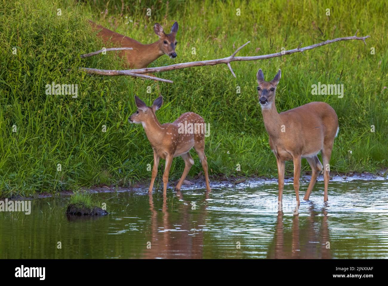 Weißschwanzhirsche im Norden von Wisconsin. Stockfoto