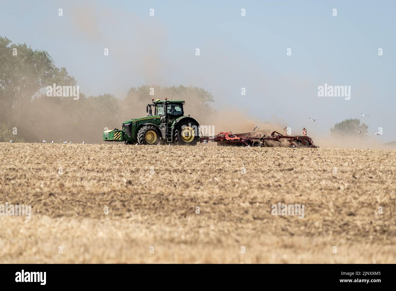 Ein Traktor pflügt während einer Dürre in Norfolk ein Feld, während die Pflanzen austrocknen und Schlauchleitungen und Bewässerungsverbote durchgesetzt werden, Norfolk, Großbritannien. Stockfoto