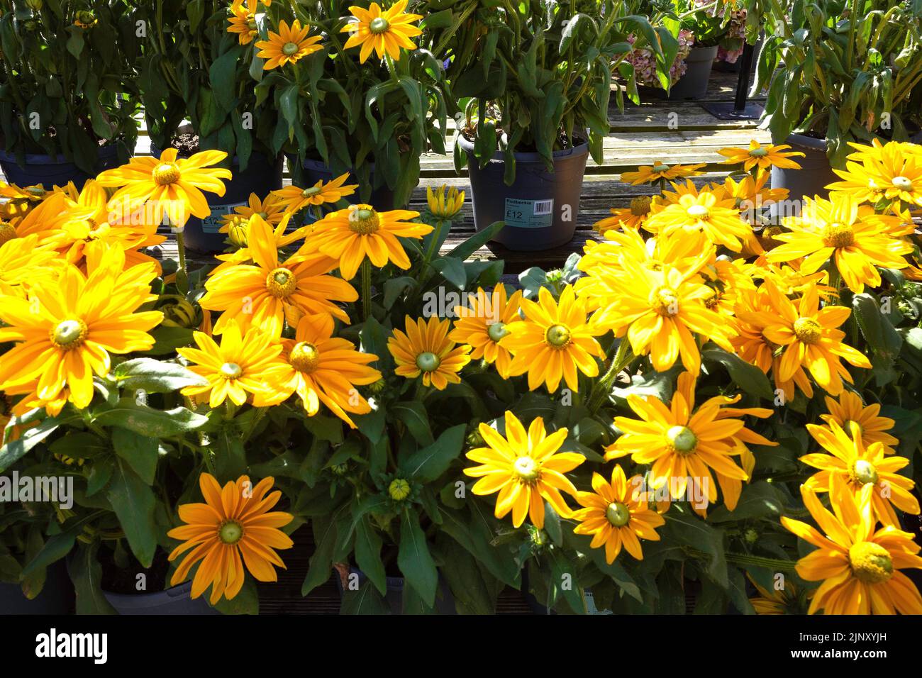 Leuchtend gelbe Gänseblümchen wie Blüten von Rudbeckia Sunbeckia eine winterharte, mehrjährige Gartenblume Stockfoto