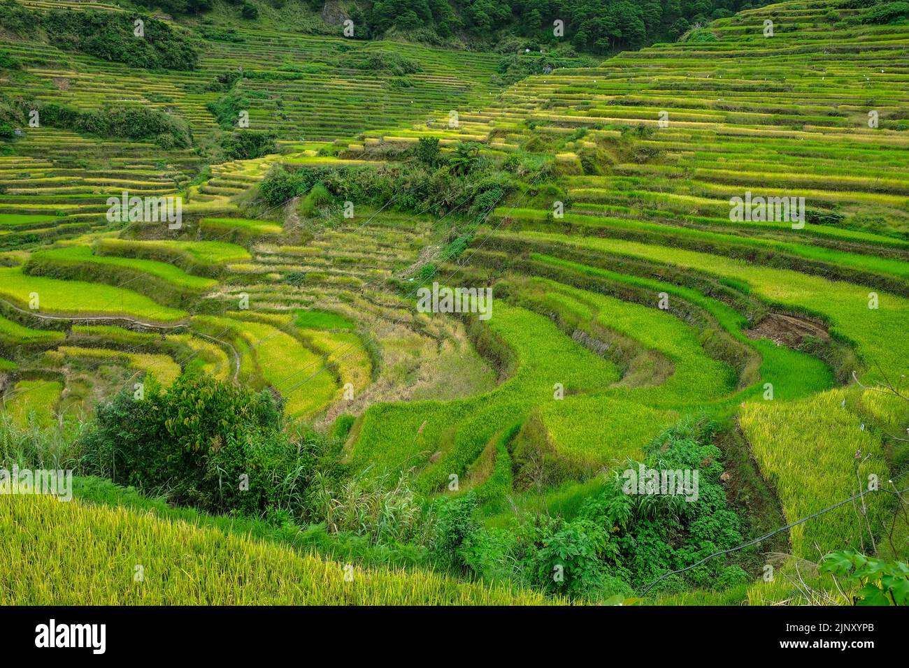 Reisterrassen bei Bontoc im Norden von Luzon, Philippinen. Stockfoto