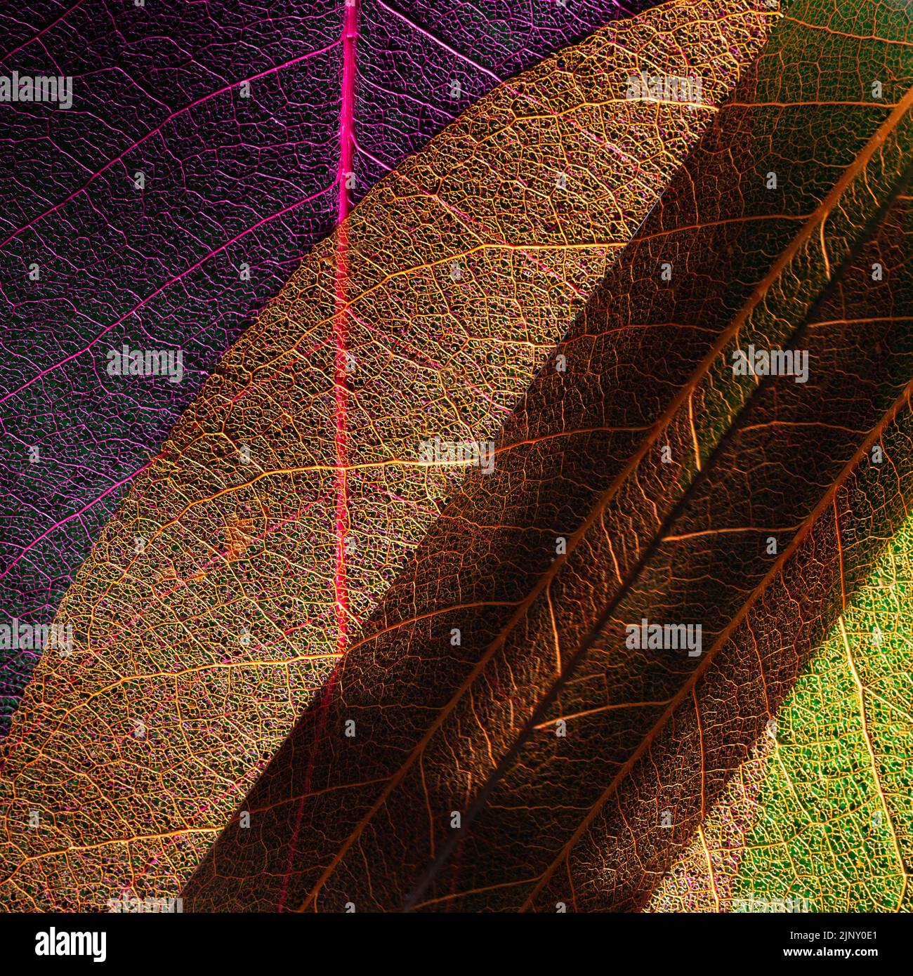 Trockene Magnolien Blätter beleuchtet durch ein Prisma. Makrofotografie. Natur-inspirierten Umwelt organischen Design Komposition Stockfoto