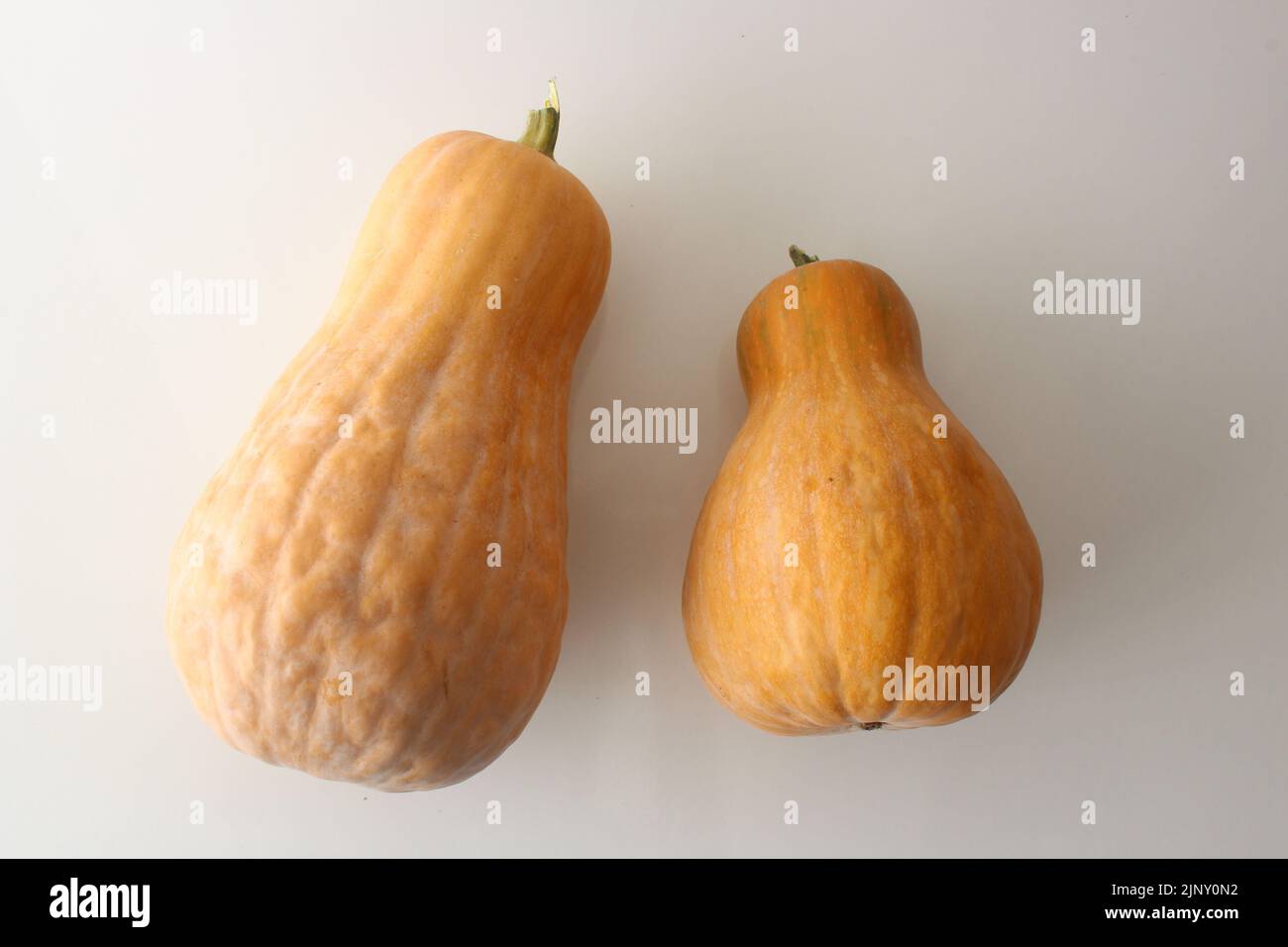 Butternusskürbis isoliert auf weißem Hintergrund. Draufsicht auf Butternusskürbis. Stockfoto