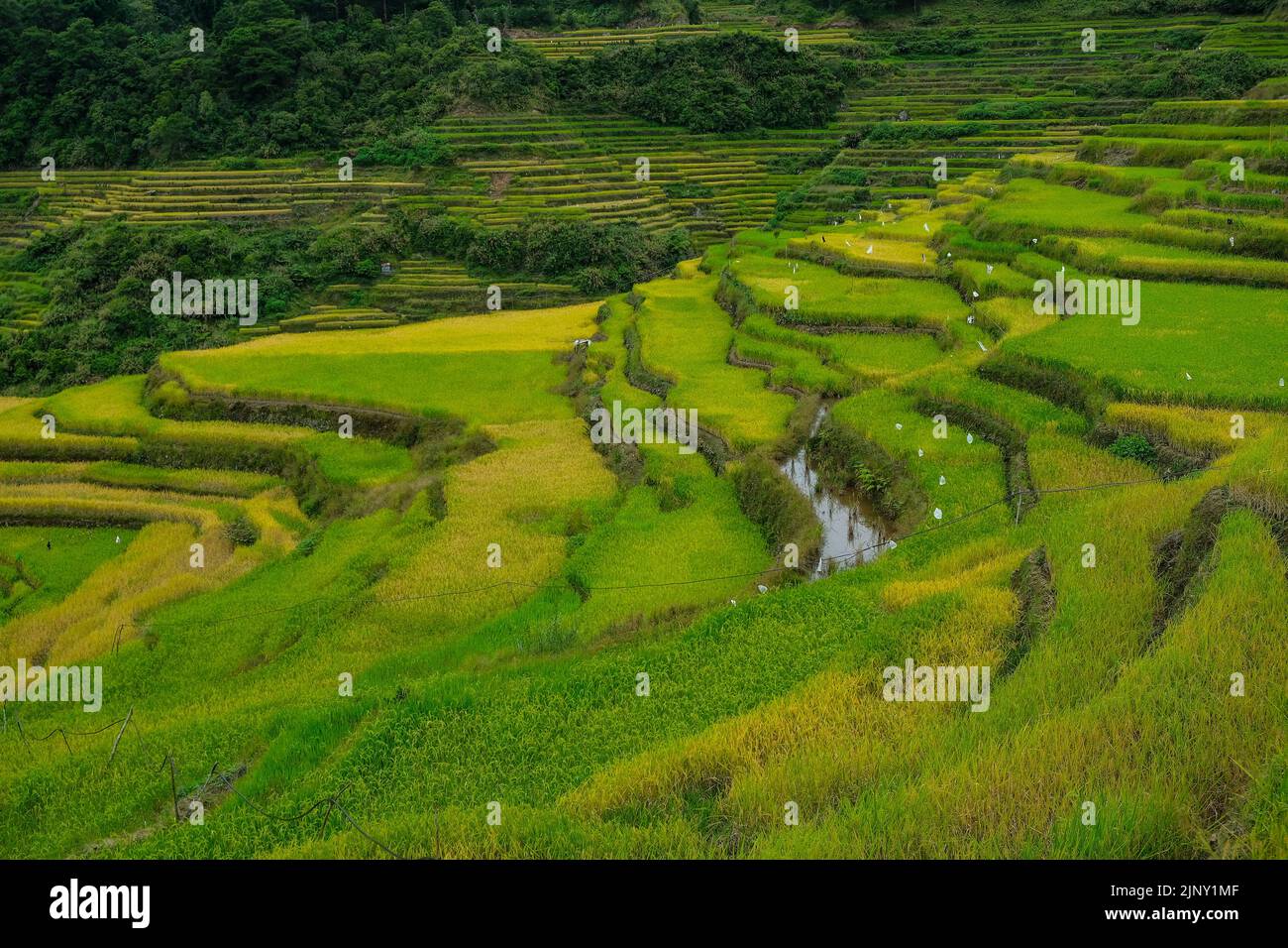 Reisterrassen bei Bontoc im Norden von Luzon, Philippinen. Stockfoto