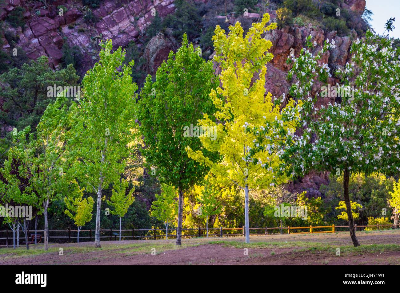 Baumreihe im Tonto Natural Bridge State Park, Arizona, USA. Stockfoto