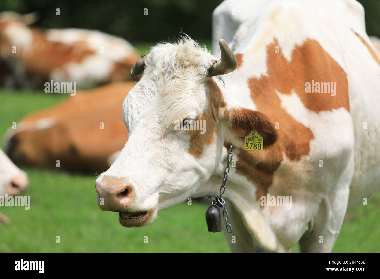 Entspannte Kühe aus dem Dorf Rasinari in der Nähe von Sibiu, in Siebenbürgen, Rumänien Stockfoto