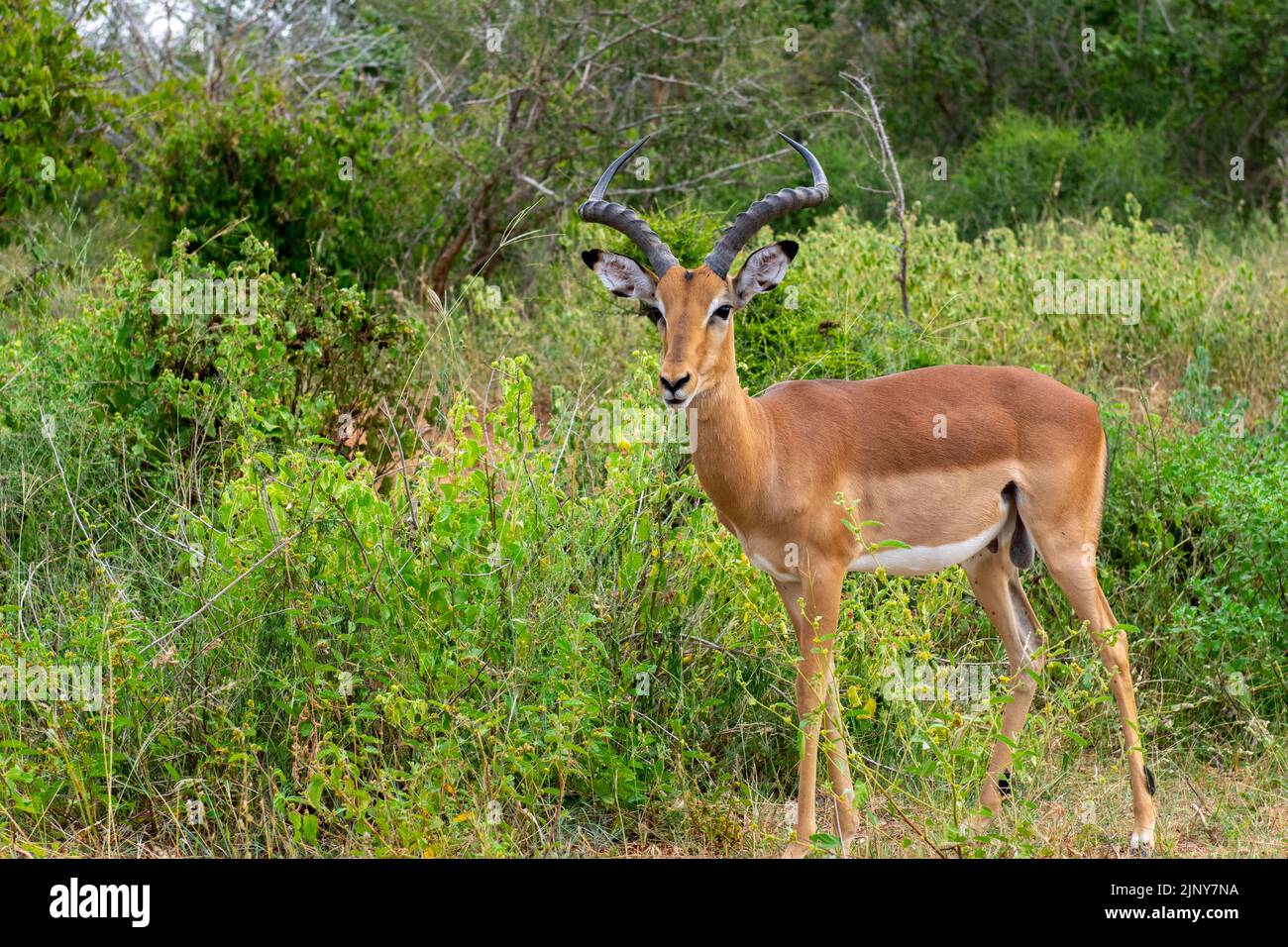 Impala im Krüger Nationalpark Stockfoto