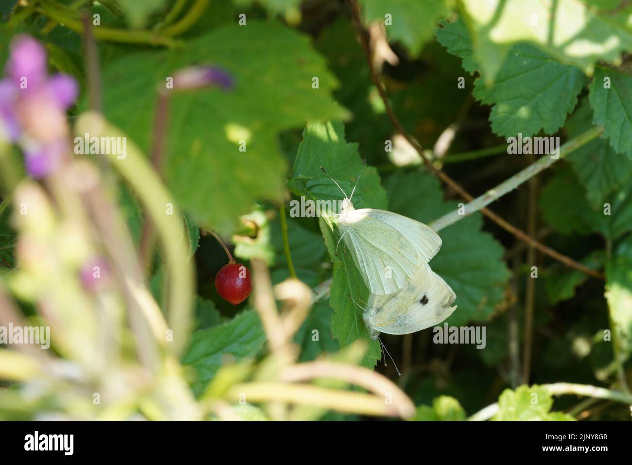 Kleine Weiße Schmetterlinge Zusammen Stockfoto