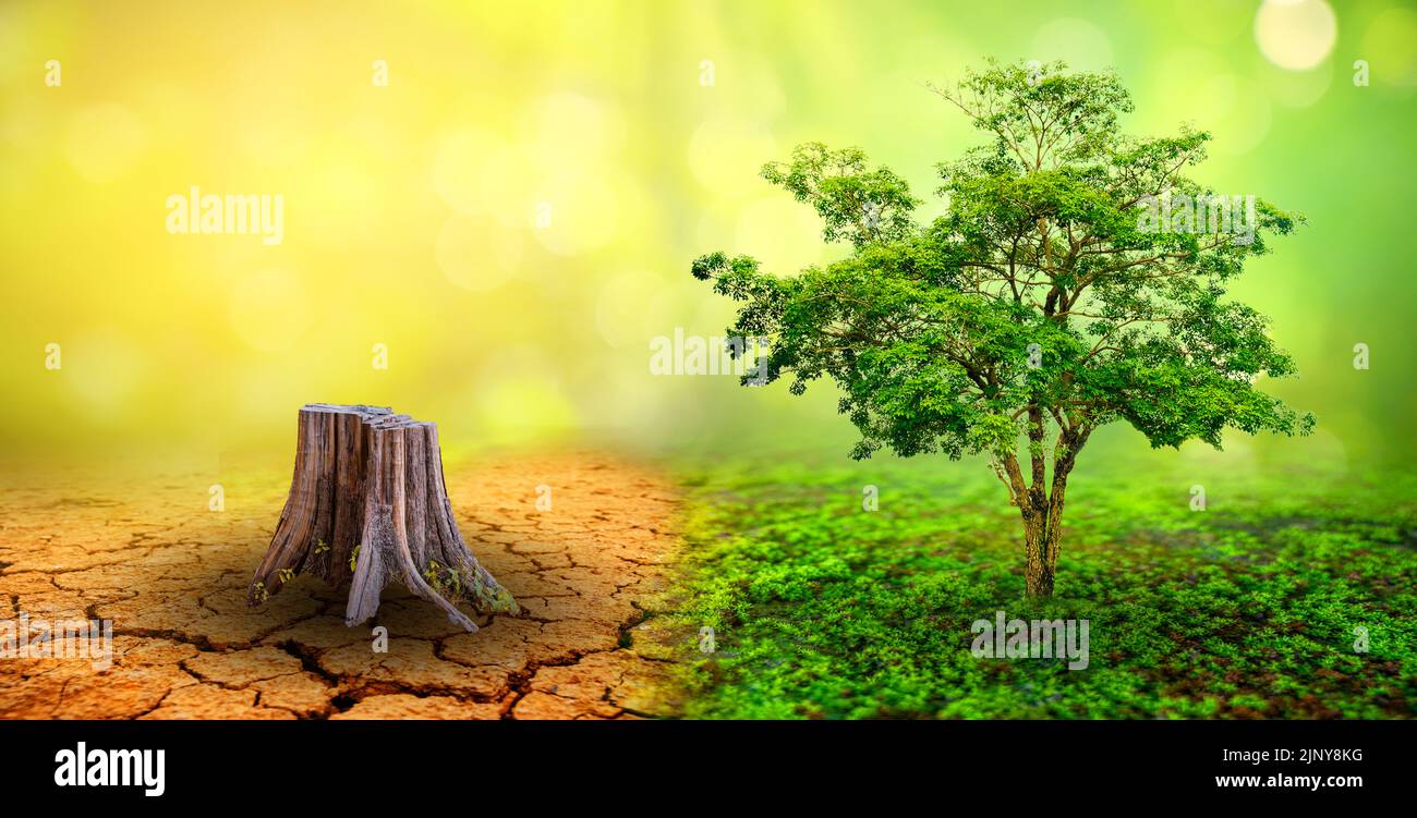 Baum in zwei mit sehr unterschiedlichen Umgebungen Earth Day oder Weltumwelttag Globale Erwärmung und Umweltverschmutzung Stockfoto