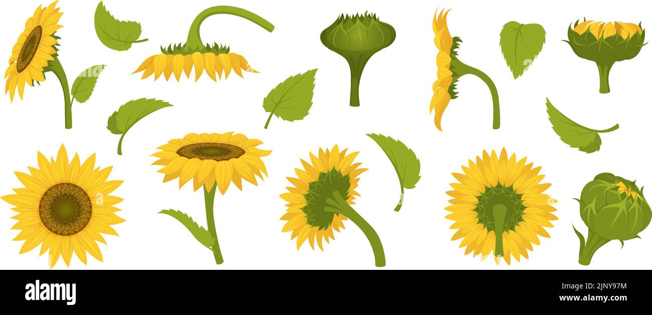 Sonnenblumen-Kollektion. Landwirtschaftliche Illustration von schönen botanischen Sonnenblumen in Feldern genaue Vektor-Bilder in Cartoon-Stil gesetzt Stock Vektor