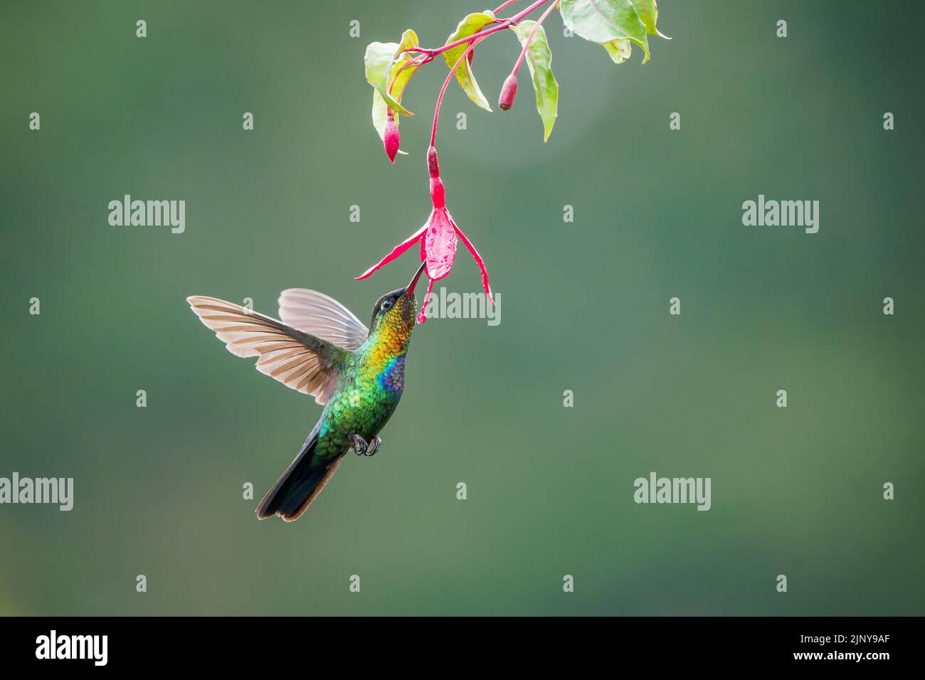 Der feurige Kolibri Panterpe insignis ernährt sich von einer Blume im Flug Stockfoto