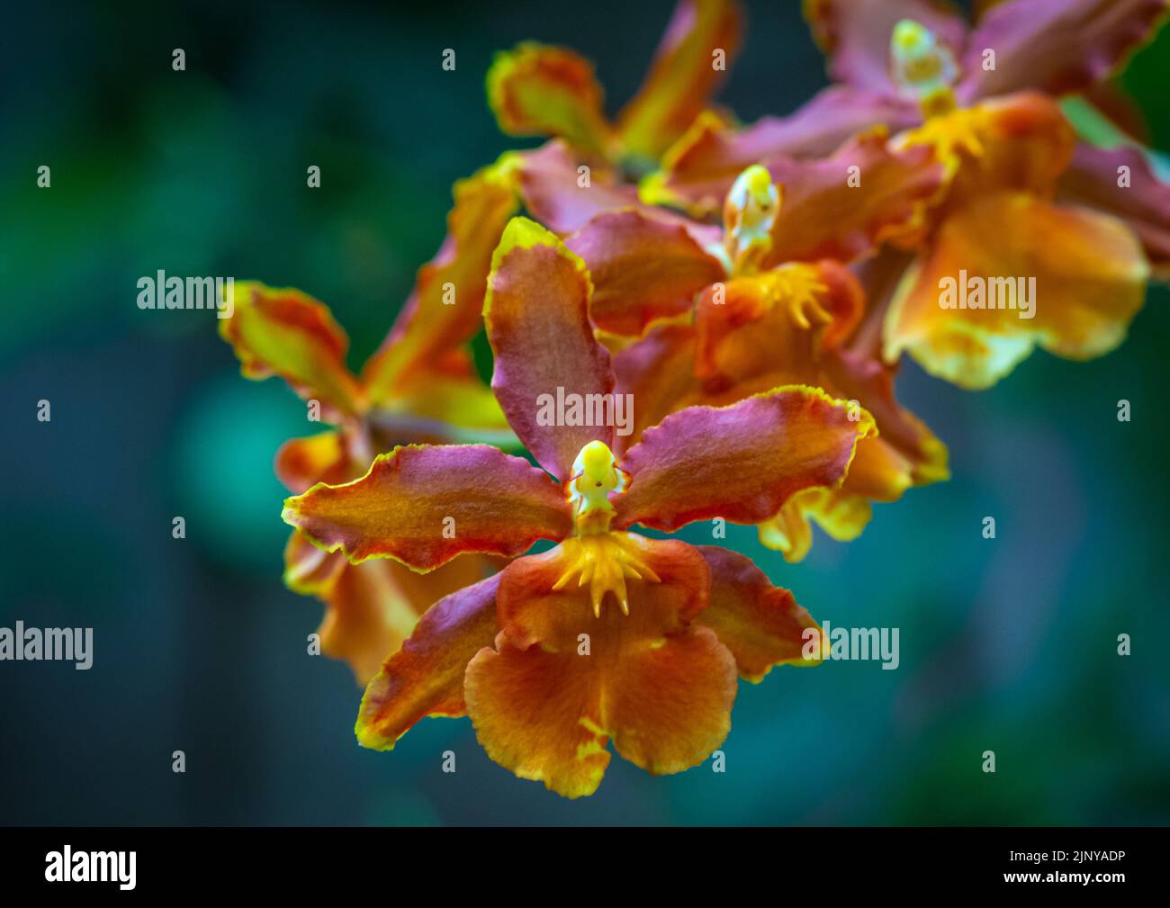 Burrageara Orchidee - Orange Cambria Catatante Orchidee, blühend mit grünem Hintergrund - Nahaufnahme. Selektiver Fokus Stockfoto