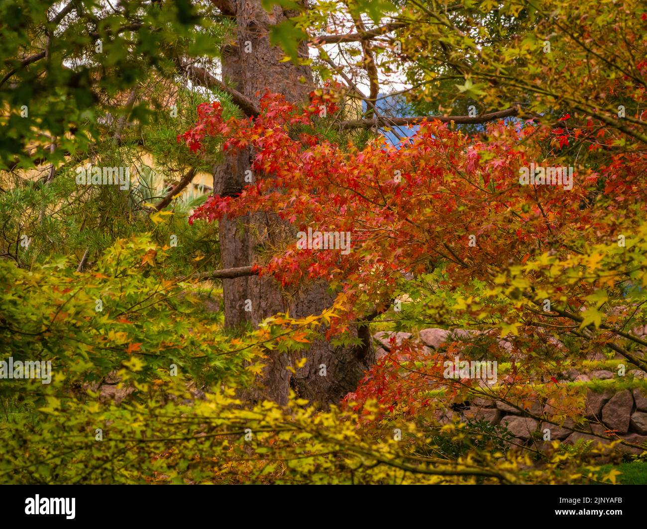 Nahaufnahme von Blättern und Herbstbäumen im Wald. Südtirol, norditalien, Europa Stockfoto