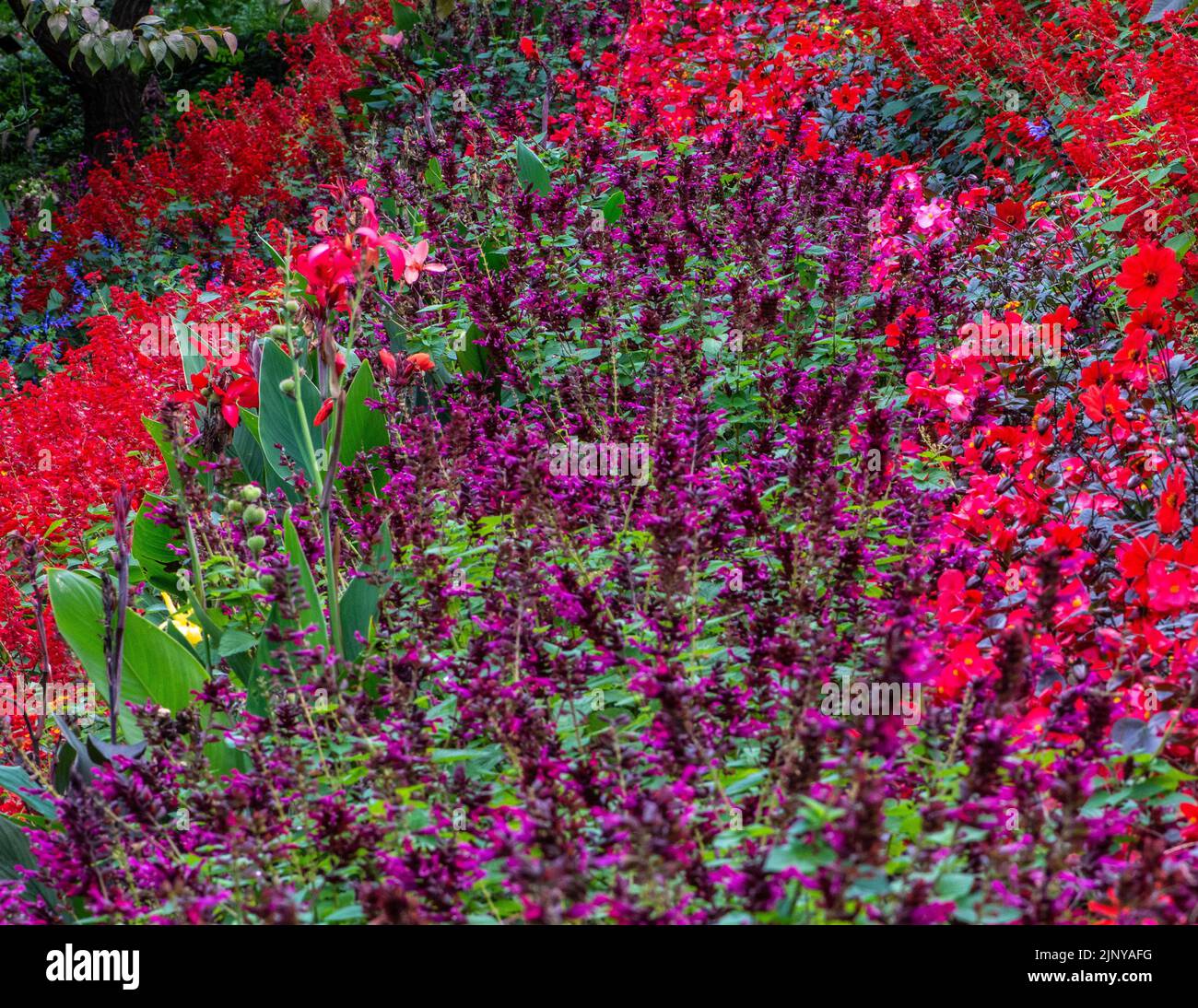 Blühende Wiesengärten. Mehrfarbige Blüten im Herbst. Mehrfarbiger Blumenbereich. Stockfoto