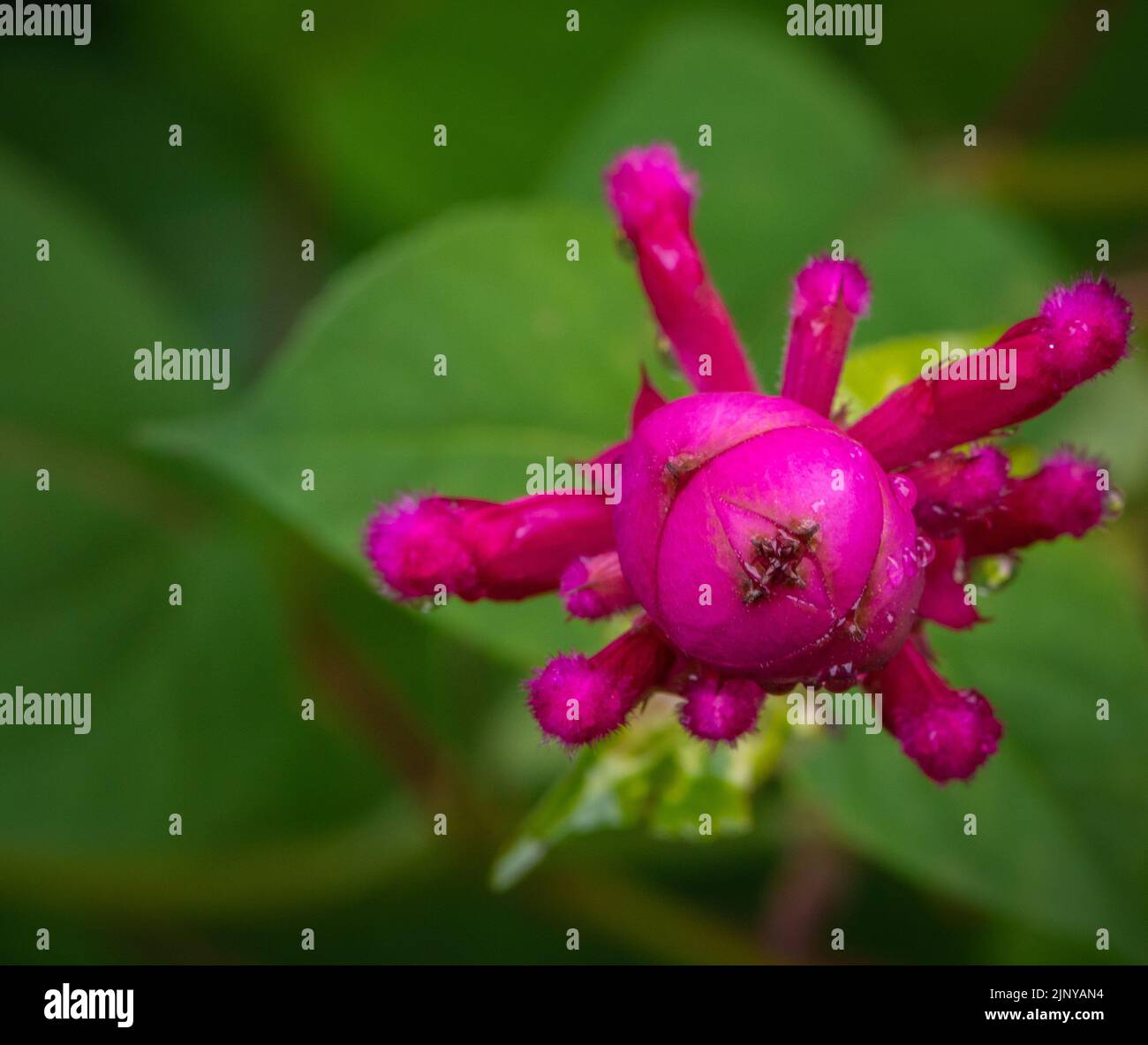 salvia involucrata boutin Blume. Roseleaf Salbei, rosa Blume. Selektiver Fokus. Salbei Mit Rosenblatt Stockfoto
