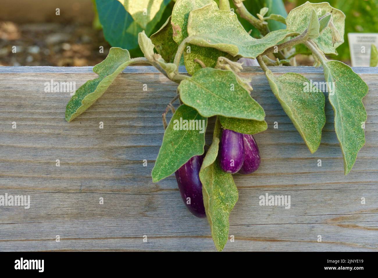 Baby Aubergine wächst im Gemüsegarten Stockfoto