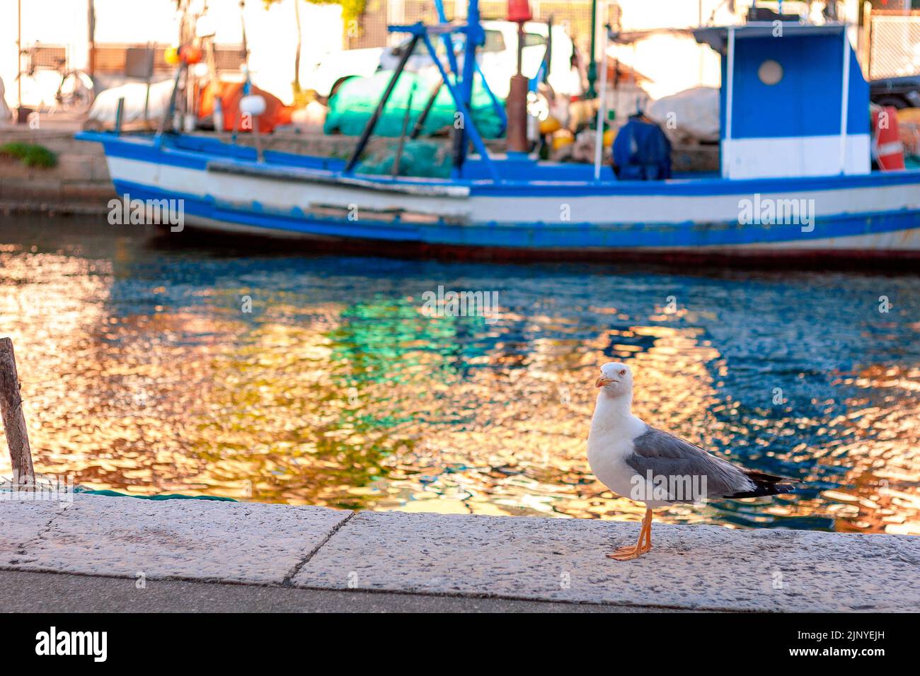 Möwe am Ufer eines Kanals Stockfoto