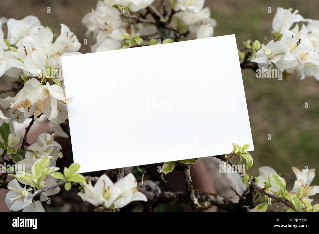 Ein Stück leeres Papier auf der Oberseite der weißen Bougainvillea Blume Stockfoto