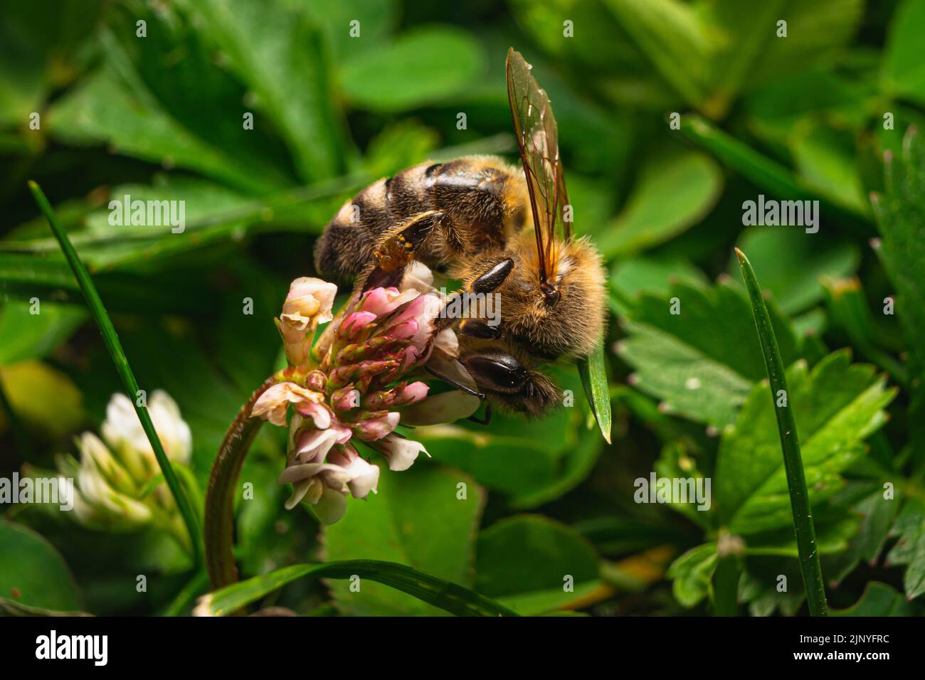 Makrofotografie von Honigbienen auf weißen Blüten. Stockfoto