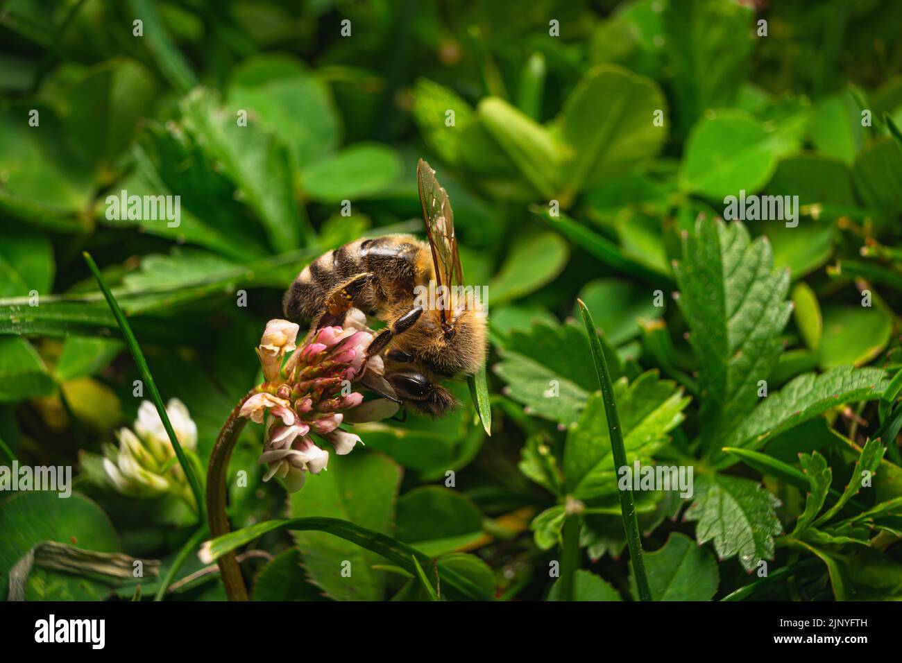 Makrofotografie von Honigbienen auf weißen Blüten. Stockfoto