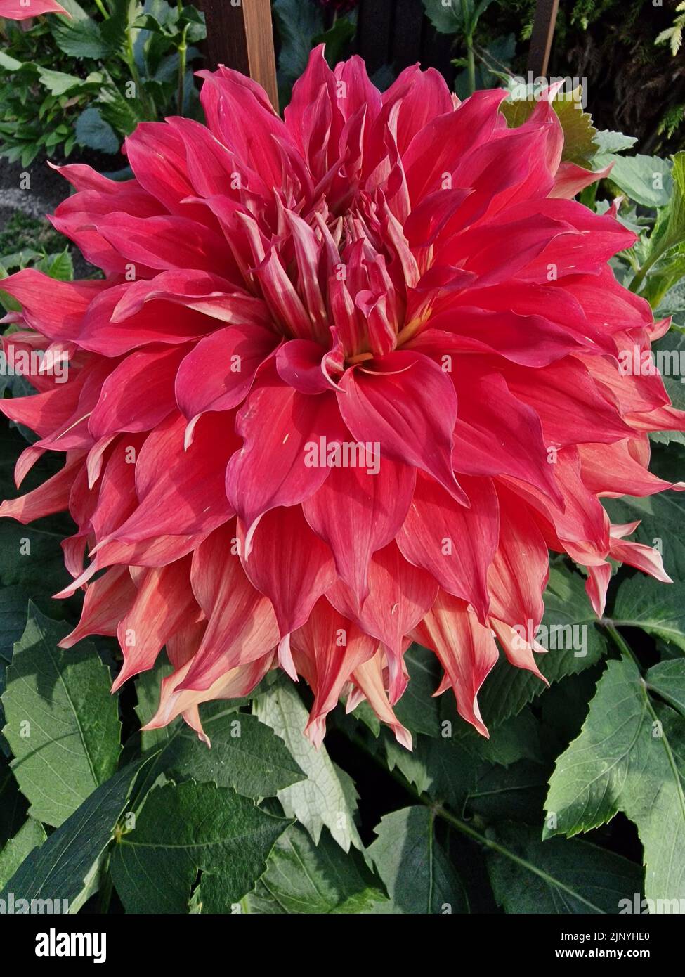 Dahlia, Giant, Bryn Terfel Stockfoto