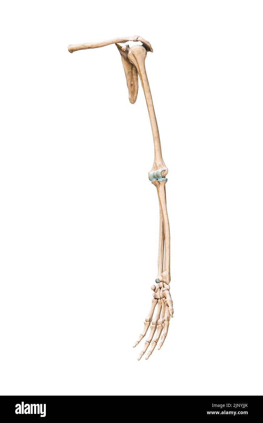 Genaue 3-Viertel-Vorderansicht oder Vorderansicht der Arm- oder oberen Extremitätenknochen des menschlichen Skelettsystems isoliert auf weißem Hintergrund 3D Rendering il Stockfoto