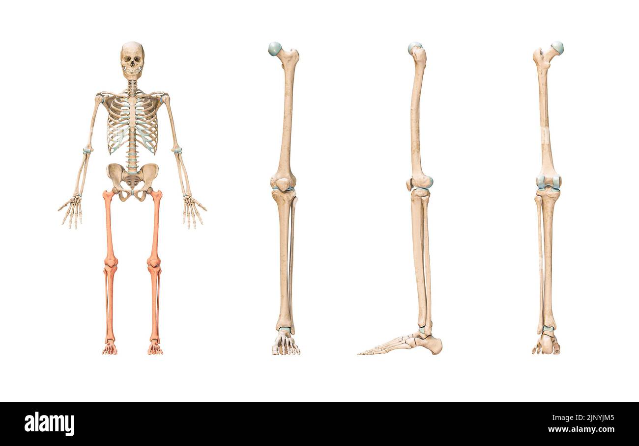 Präzise Knochen von Beinen oder unteren Extremitäten des menschlichen Skelettsystems oder Skeletts isoliert auf weißem Hintergrund 3D Rendering Illustration. Anterior, lateral und Stockfoto