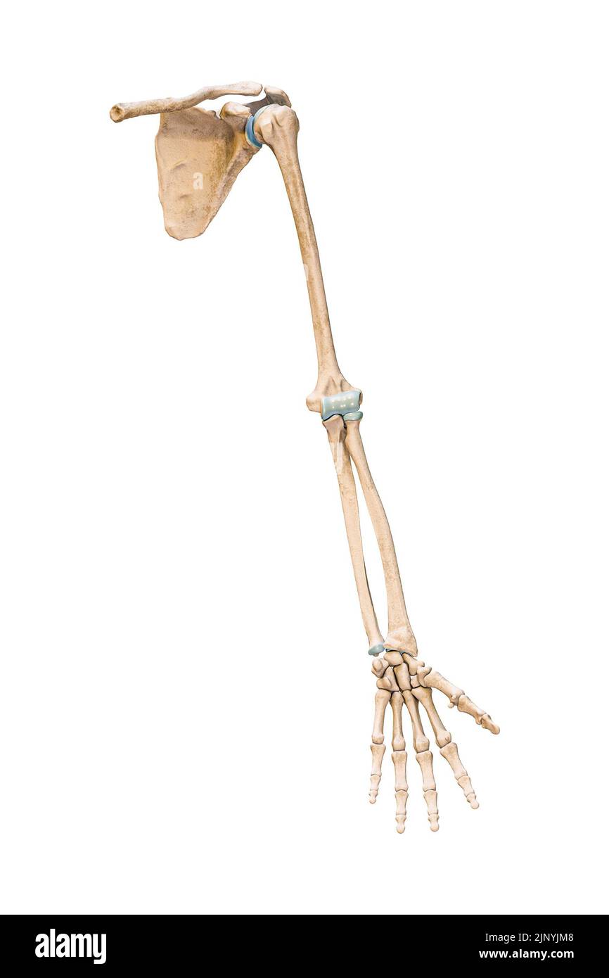 Genaue vordere oder vordere Ansicht der Knochen des Arms oder der oberen Extremitäten des menschlichen Skelettsystems isoliert auf weißem Hintergrund 3D Rendering Illustration. Ein Stockfoto