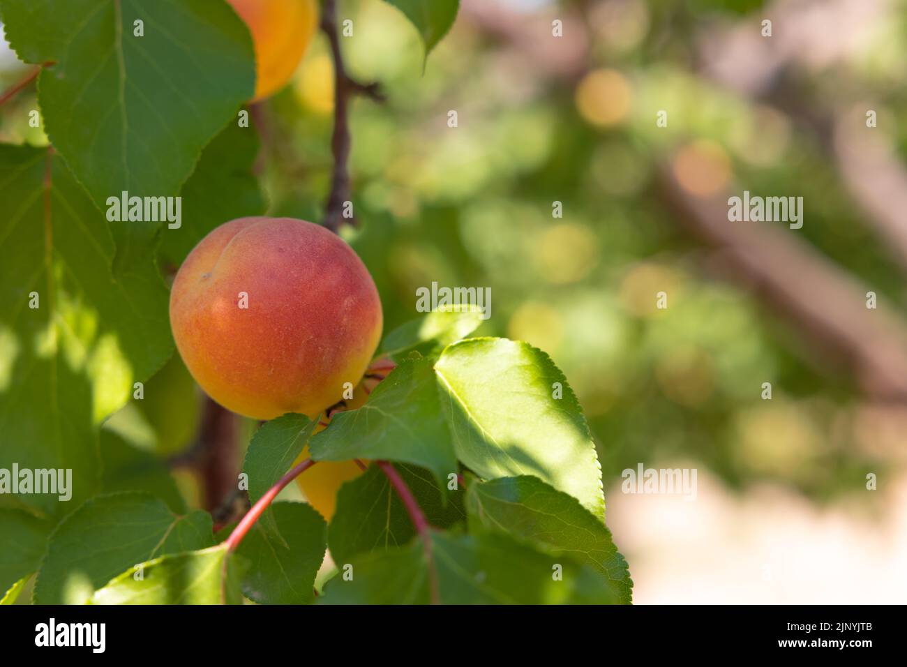 Eine Aprikose auf dem Ast im Fokus. Sommerfrüchte Hintergrundbild. Aprikosenproduktion in Malatya Türkei. Stockfoto