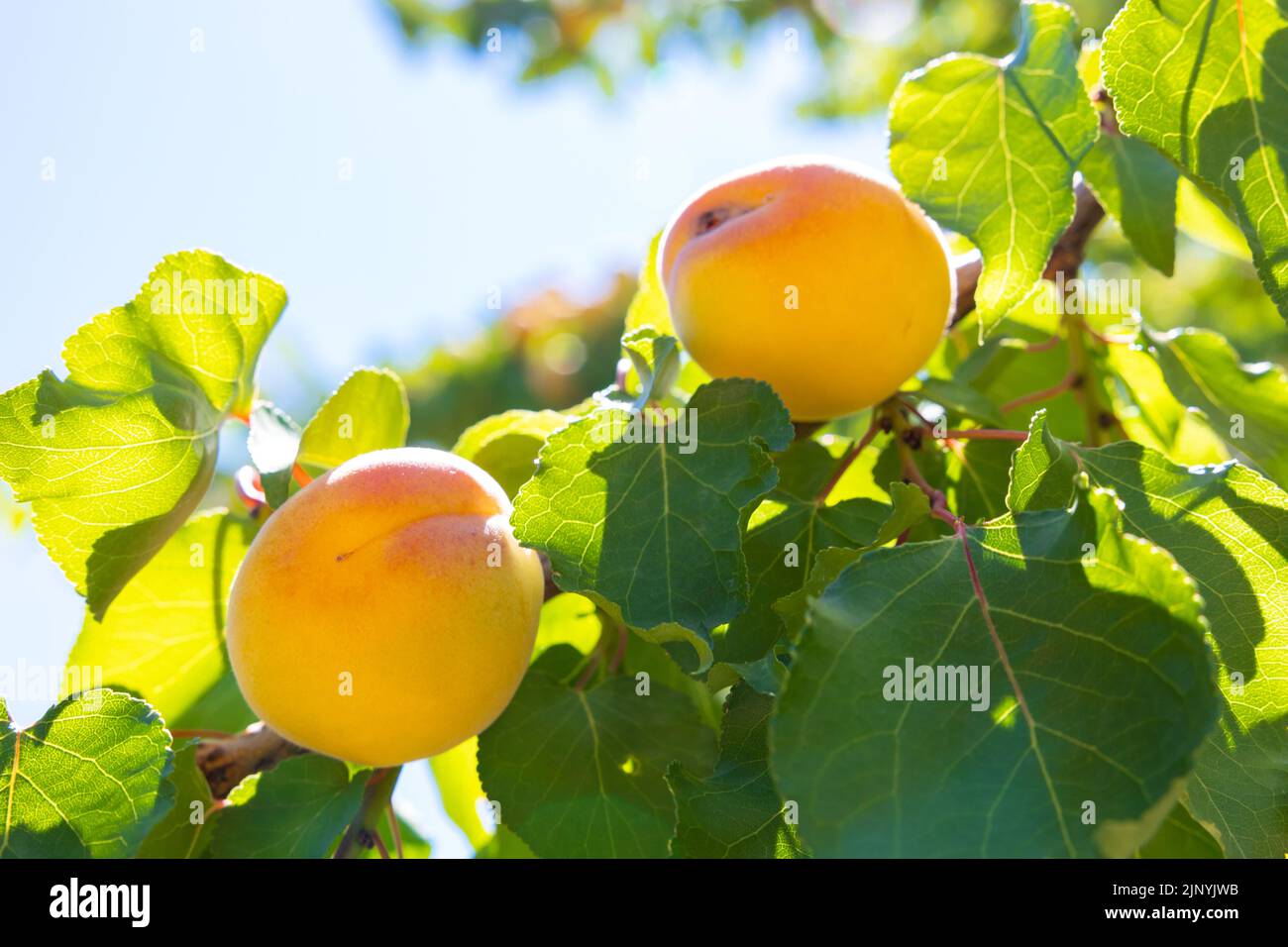 Bio-Aprikosenproduktion. Aprikosen auf dem Baum im Fokus. Vegane Lebensmittel Konzept. Stockfoto