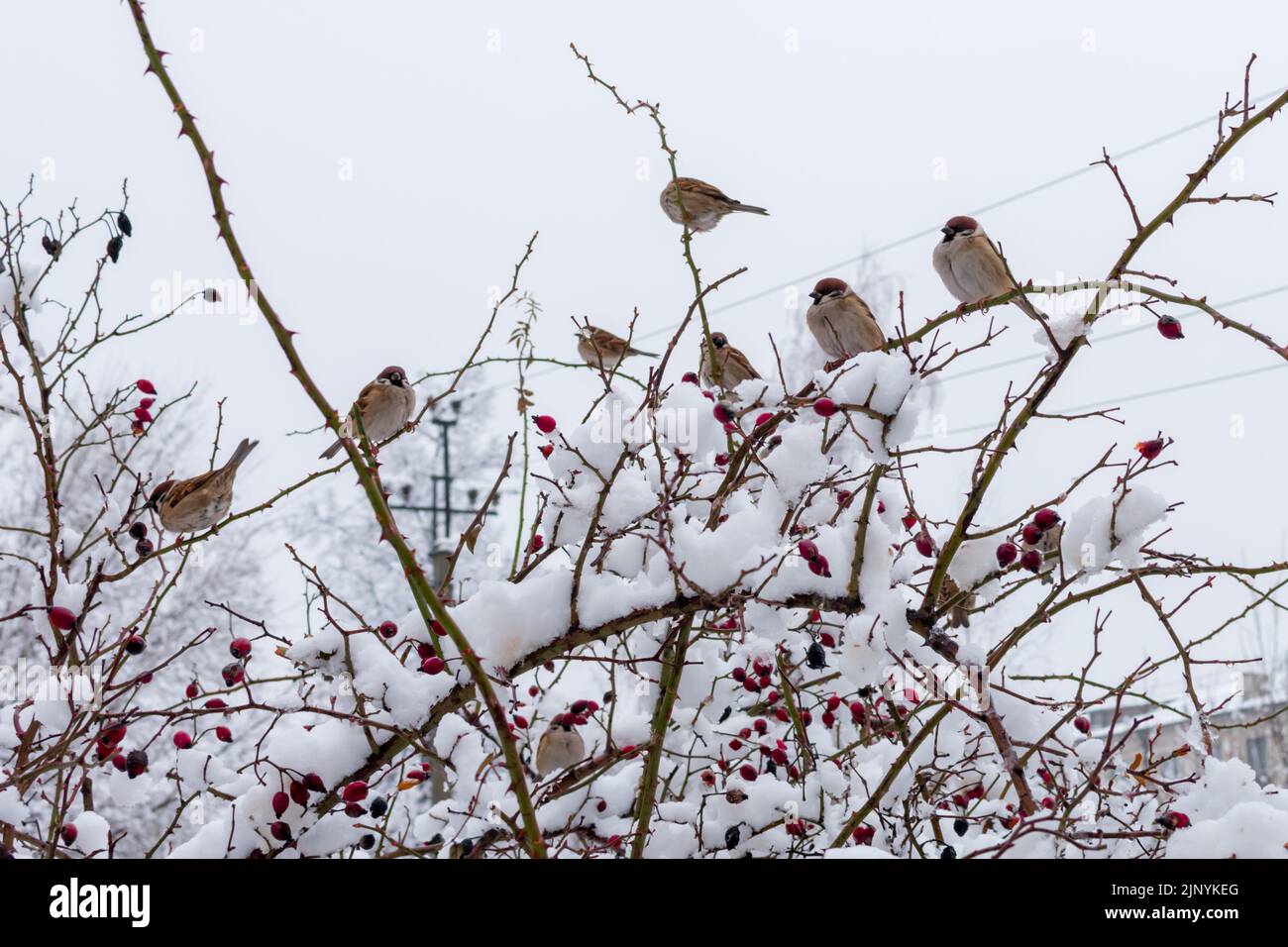 Viele Sperlinge sitzen auf den Zweigen der Wildrose mit roten Beeren, die mit Schnee bedeckt sind. Stockfoto