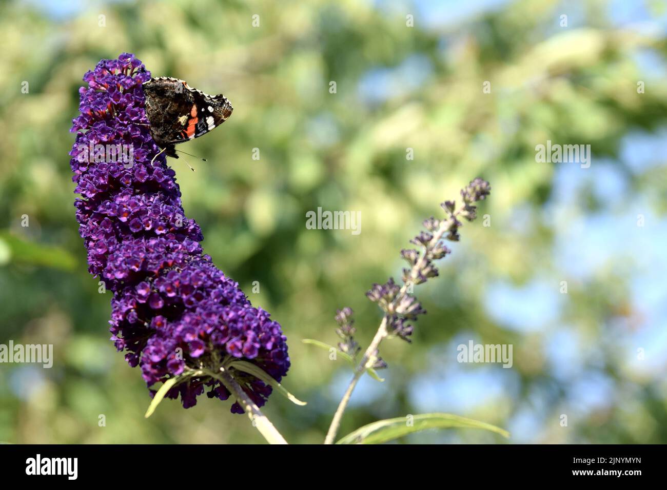 Schmetterling auf Blume Stockfoto