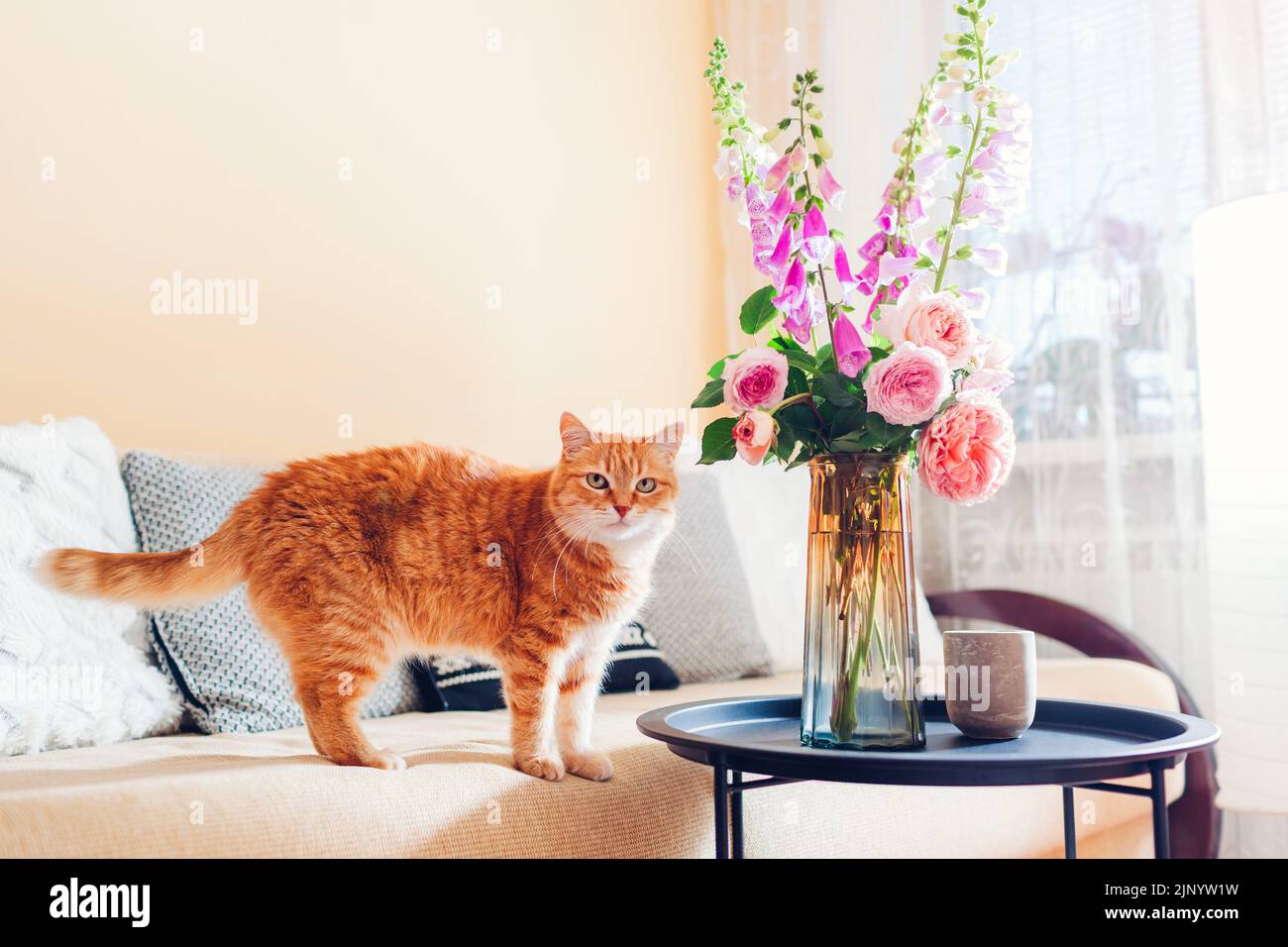 Ingwer-Katze, die auf der Couch im Wohnzimmer durch Blumenstrauß aus frischen Rosen und Füchshandschuhen in der Vase läuft. PET schaut auf die Kamera. Inneneinrichtung und Inneneinrichtung Stockfoto
