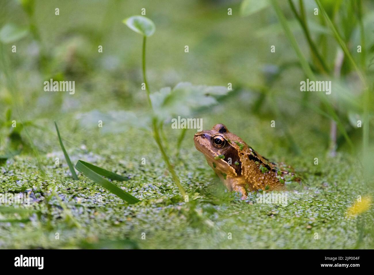 Gewöhnlicher Frosch im Wildtierteich, umgeben von Pflanzen und Entenkraut - Großbritannien - mit Kopierraum Stockfoto