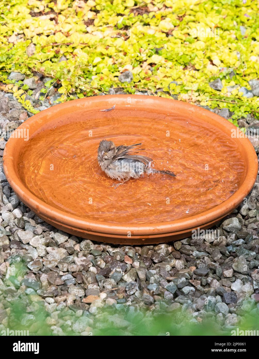 Terrakotta-Untertasse Vogelbad, das von einem Haussperling im britischen Garten verwendet wird Stockfoto