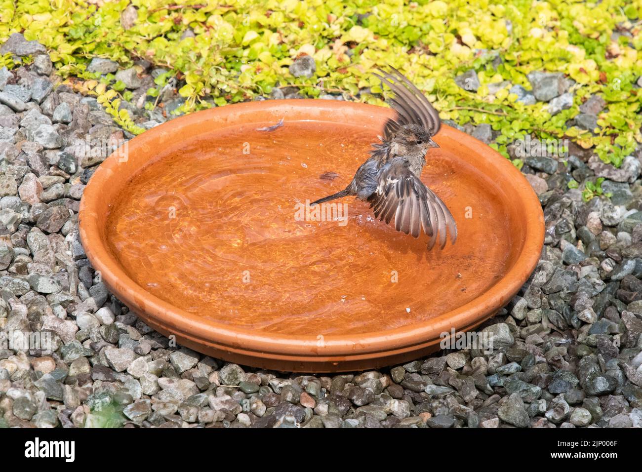 Terrakotta-Untertasse Vogelbad, das von einem Haussperling im britischen Garten verwendet wird Stockfoto