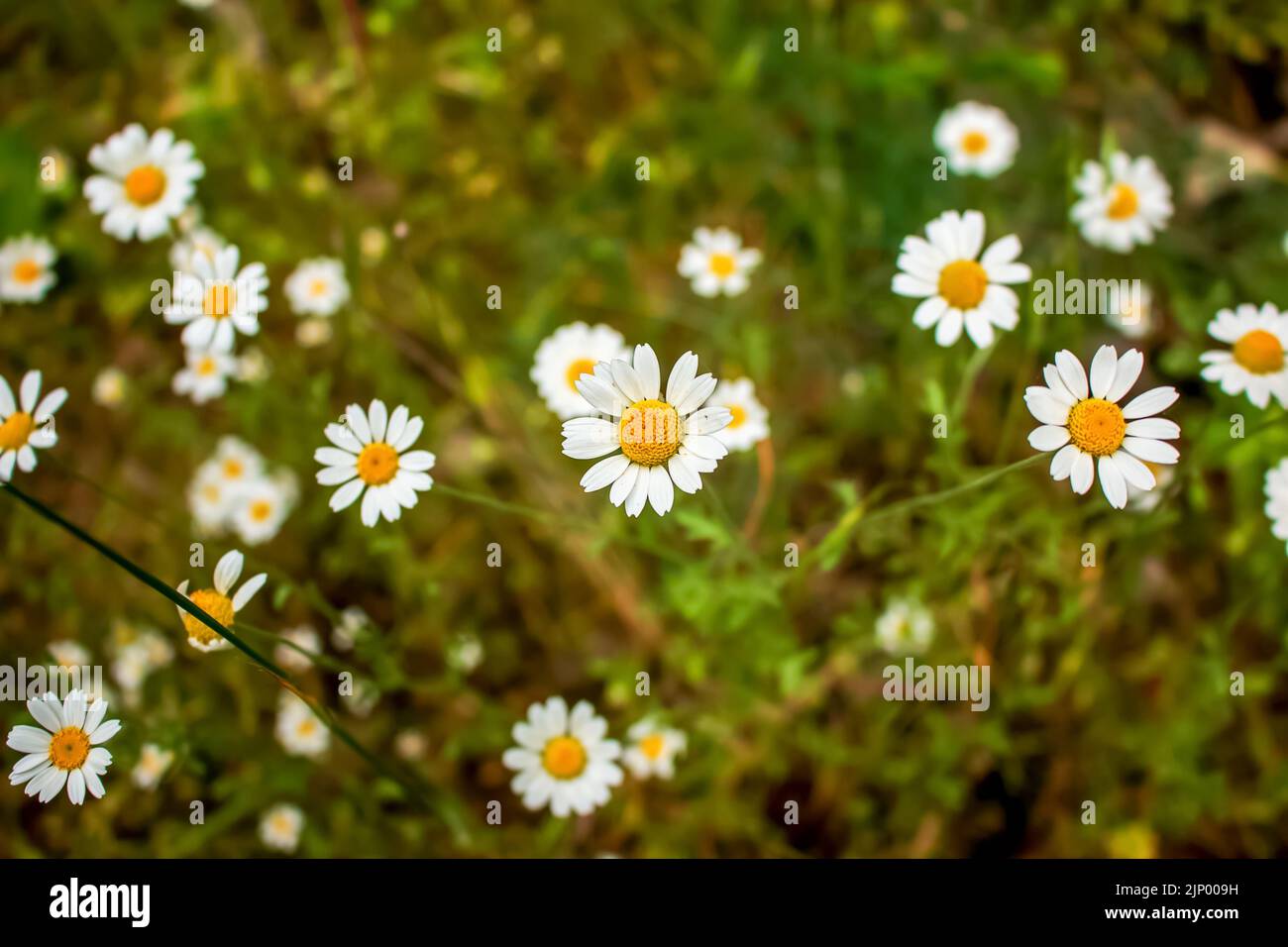 Kamillenblüten MATRICARIA RECUTITA L. Pharmazeutische Kamille. Heilpflanze Kamille, blühend. Stockfoto