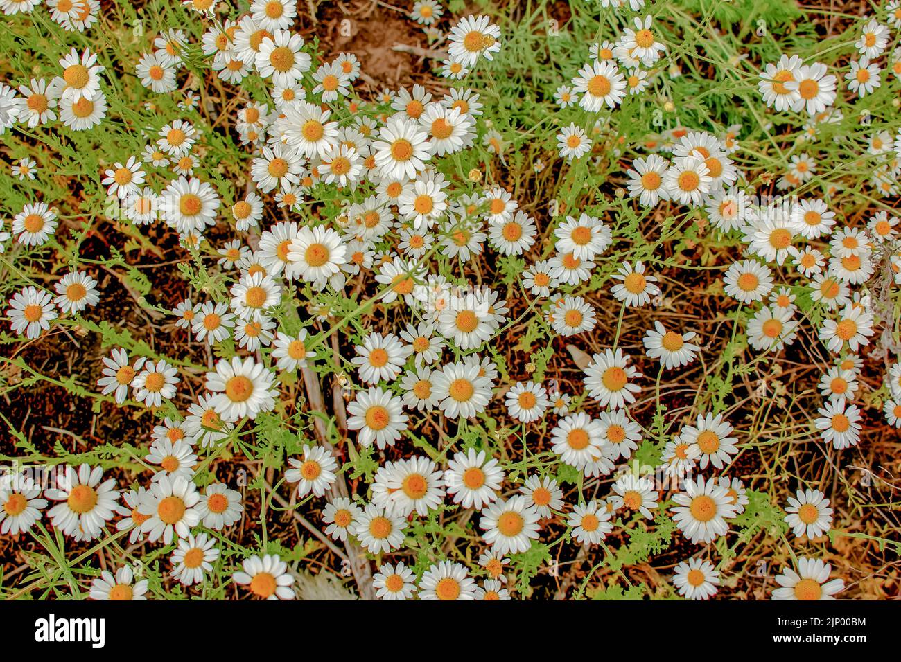 Kamillenblüten MATRICARIA RECUTITA L. Pharmazeutische Kamille. Heilpflanze Kamille, blühend. Stockfoto