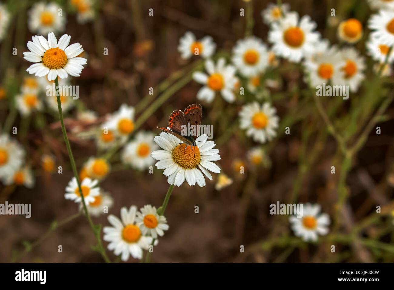 Kamillenblüten MATRICARIA RECUTITA L. Pharmazeutische Kamille. Heilpflanze Kamille, blühend. Stockfoto