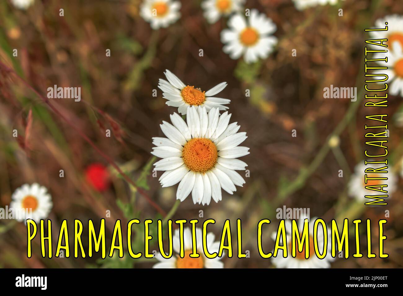 Kamillenblüten MATRICARIA RECUTITA L. Pharmazeutische Kamille. Heilpflanze Kamille, blühend. Stockfoto